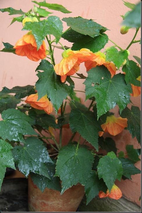 abutilon (3)