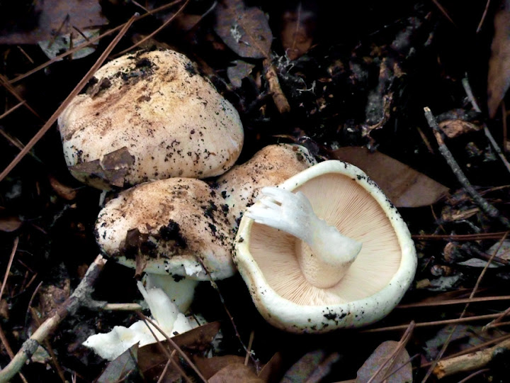 Tricholoma acerbum - not edible