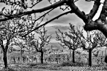 21 aprile 2014 Castiglione Tinella - fotografia di Vittorio Ubertone