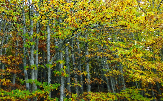 Escapada otoñal a Sierra de Francia y Las Batuecas - Blogs de España - Escapada otoñal a Sierra de Francia y Las Batuecas (29)