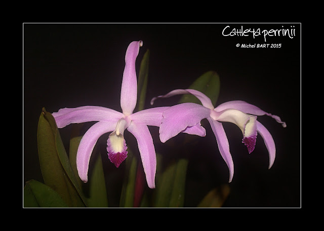 Cattleya perrinii Cattleya_perrinii