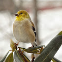 American Goldfinch