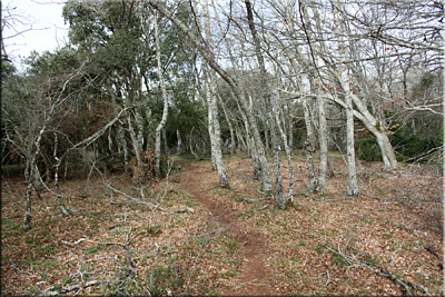 Entramos en el bosque