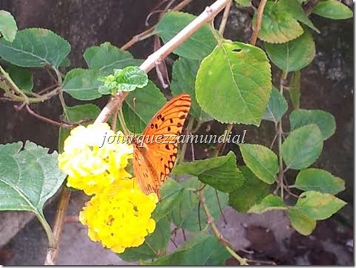 blog mundial - borboleta na lantana 2