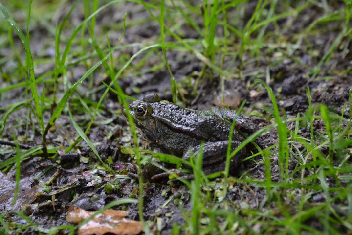 252520GruenerFrosch