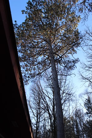 Norway pine to be cut down