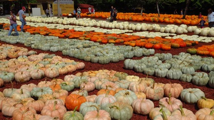 Burts Pumpkin Farm