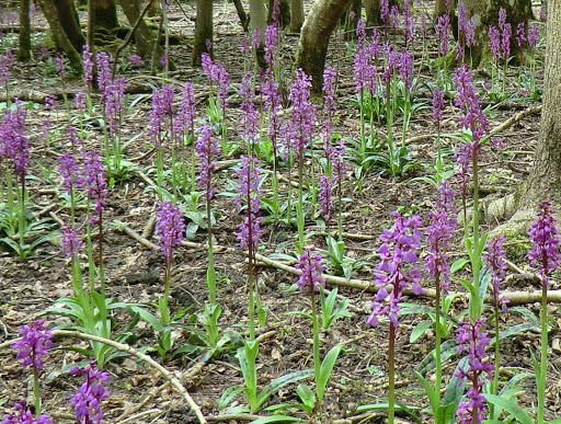 CIMG6436 Early purple orchids, Wapsbourne Wood