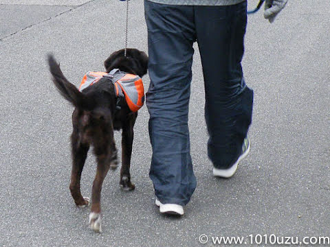 犬用バックパックを装着して歩いているところ