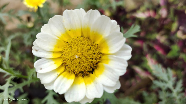 white yellow flower blur wallpaper hd nature background