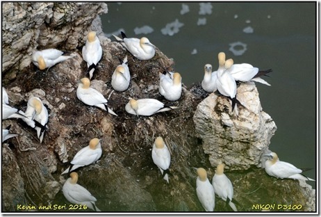 Bempton Cliffs - May