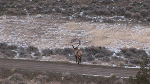 Wyoming Elk thumbnail