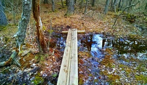 4-17-15 bridge in the woods BrunswickTownCommons