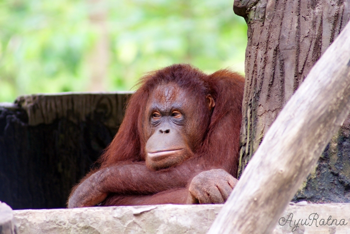 Aratna's Wonderland...: Let's go to the zoo...!!! ^_^ part 1