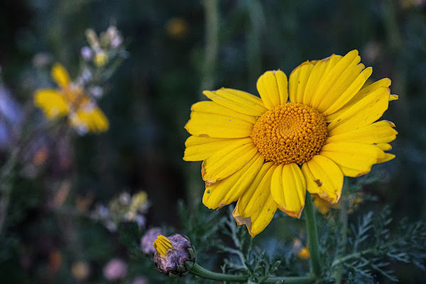 Il Profumo ha un Colore. di Denis Donadio