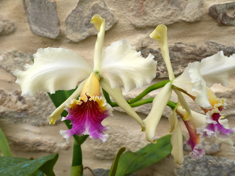 Cattleya rex 'N°1' P1040748