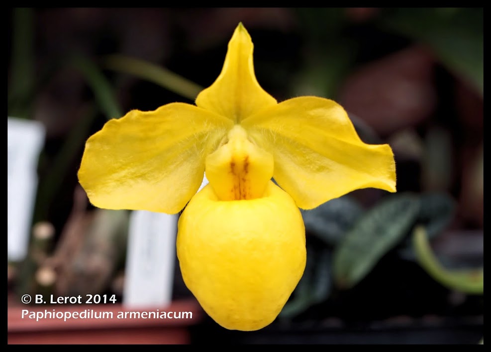 Paphiopedilum armeniacum IMG_9891