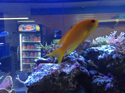 Tropical Fish Store «Allquatics Inc.», reviews and photos, 3048 S Broad St, Trenton, NJ 08610, USA