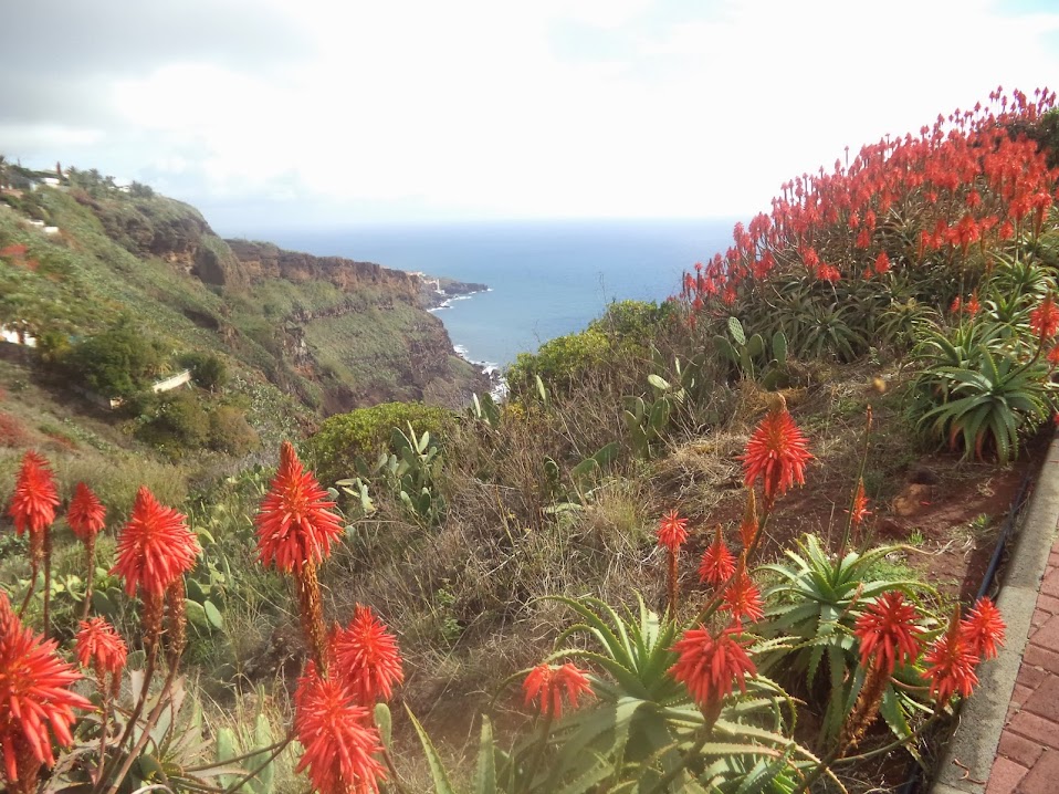 Voltinha até à Madeira - Página 3 DSC01510