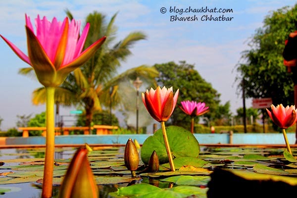 Pink water lilies