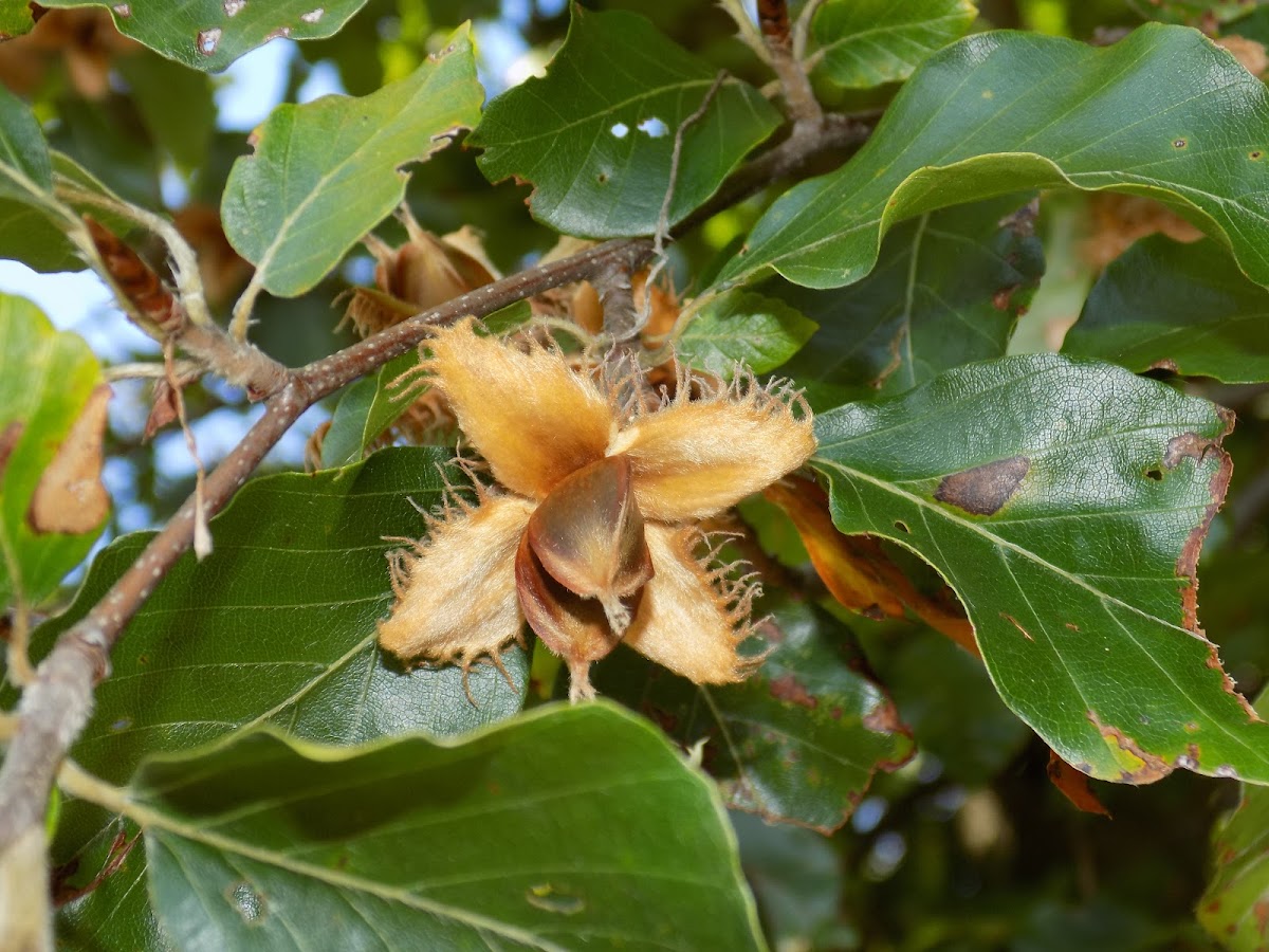 Common beech