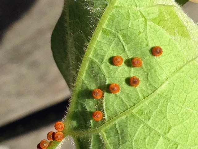 buy zebra swallowtail eggs