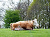 Felbrigg cow