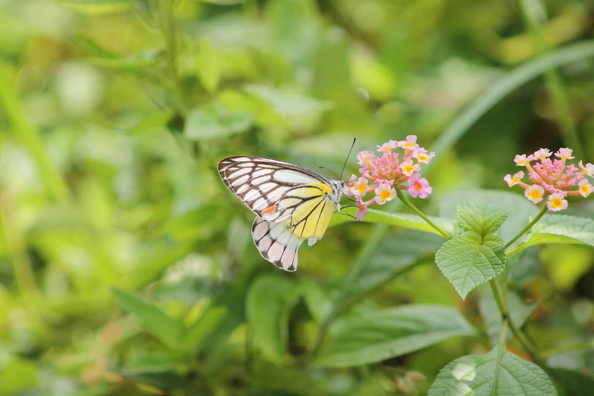 Common Jezebel