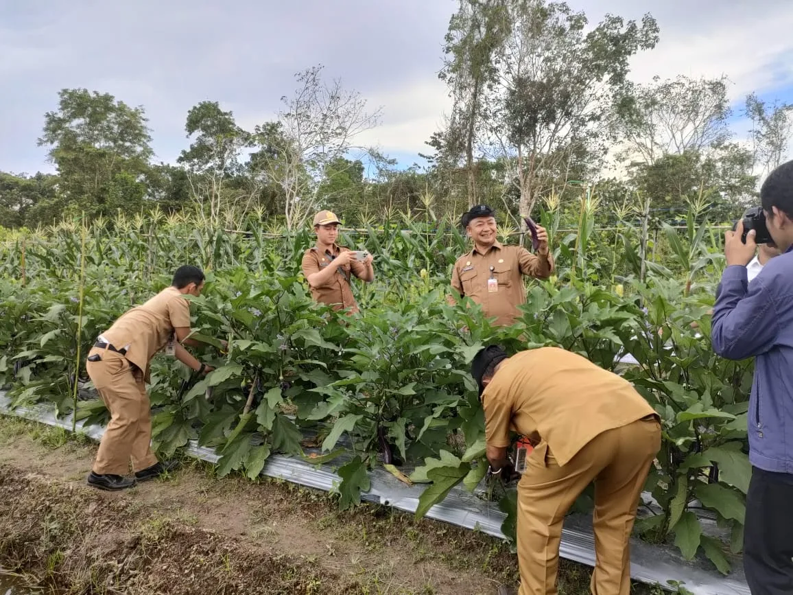 panen perdana kebun desa Sukamaju