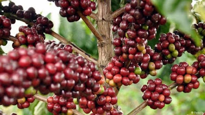 Merosot, Penjualan Bubuk Kopi Robusta Selama Pandemi