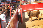 SABADO 4 VACAS EN LA PLAZA