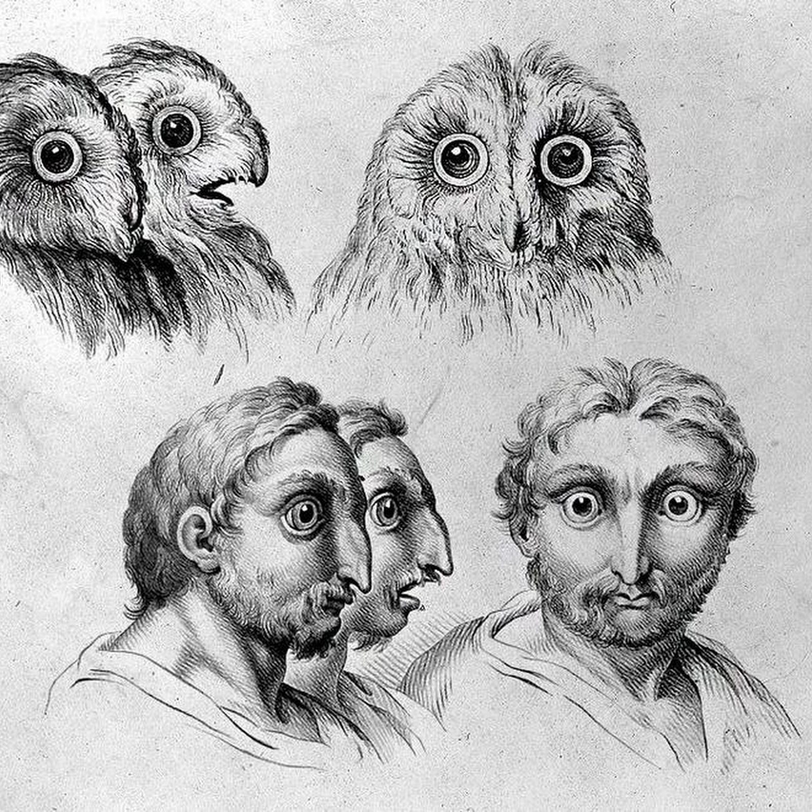 17th century sketches comparing human and animal faces amusing planet