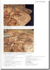 147 Tr_gono Submandibular