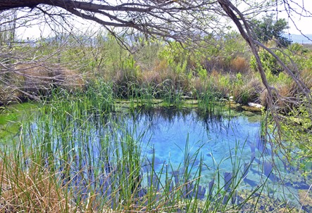 Ash Meadows NWR5