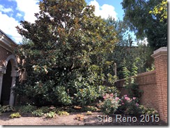 Sue Reno_Magnolia Tree_PA Governor's Gardens