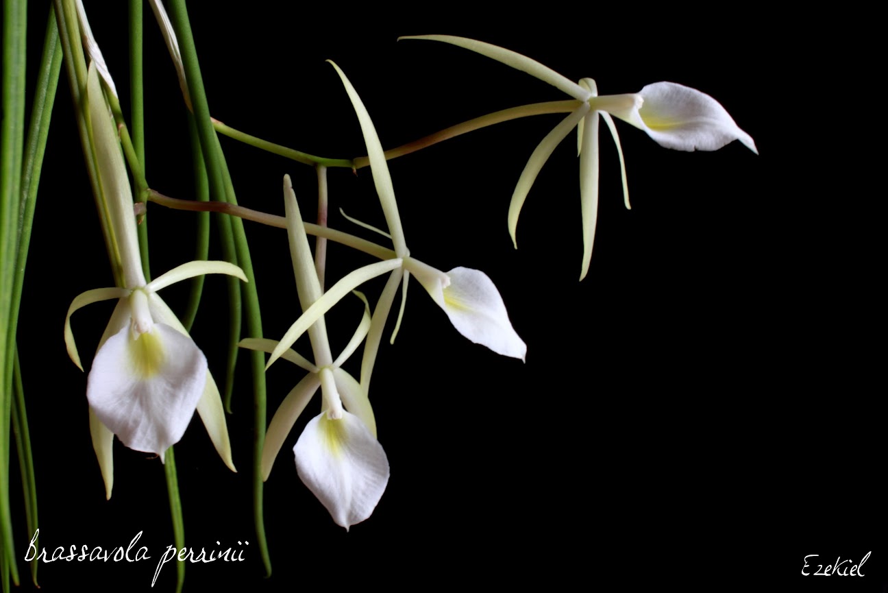 Brassavola perrinii IMG_8987