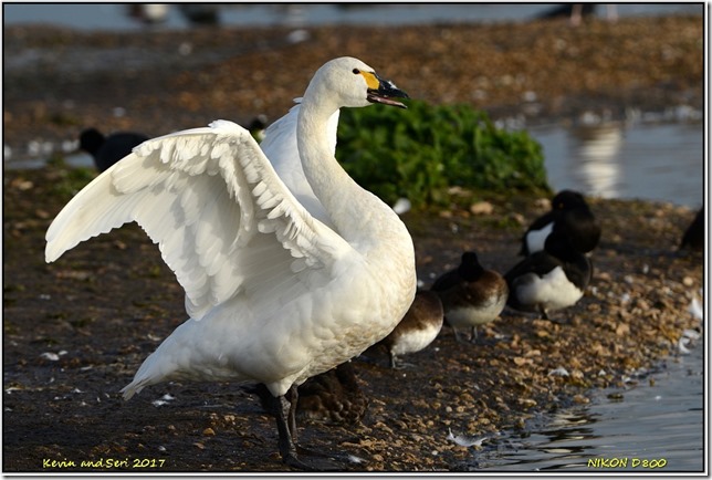 Slimbridge WWT - December