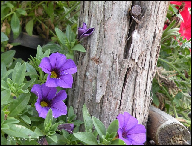 Petunias, red white and blue, twig chair