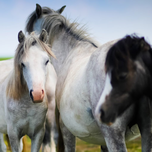 Fallen Equine