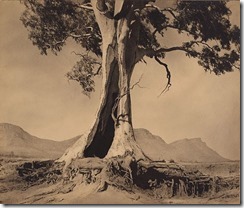 Artist : Harold Cazneaux (New Zealand; Australia, b.1878, d.1953) 
Title : 
Date : 1937
Medium Description: gelatin silver photograph
Dimensions : 
Credit Line : Gift of the Cazneaux family 1975
Image Credit Line : 
Accession Number : 134.1975
