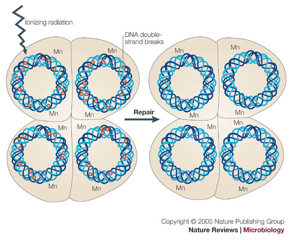 파일:external/biologypop.com/Deinococcus-radiodurans6.gif