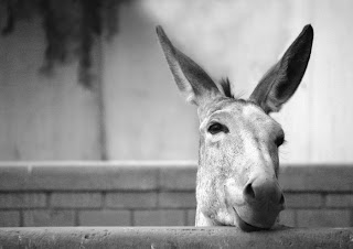 reflexión, el burro y el pozo