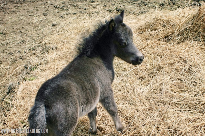 Baby Pony