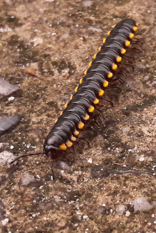 Flat backed millipede