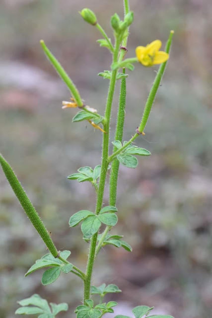 Cleome viscosa Location Ratnagiri, Maharashtra India