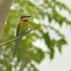 Blue-tailed Bee-eater