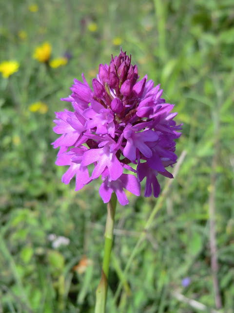 CIMG7438 Pyramidal Orchid, Round Hill