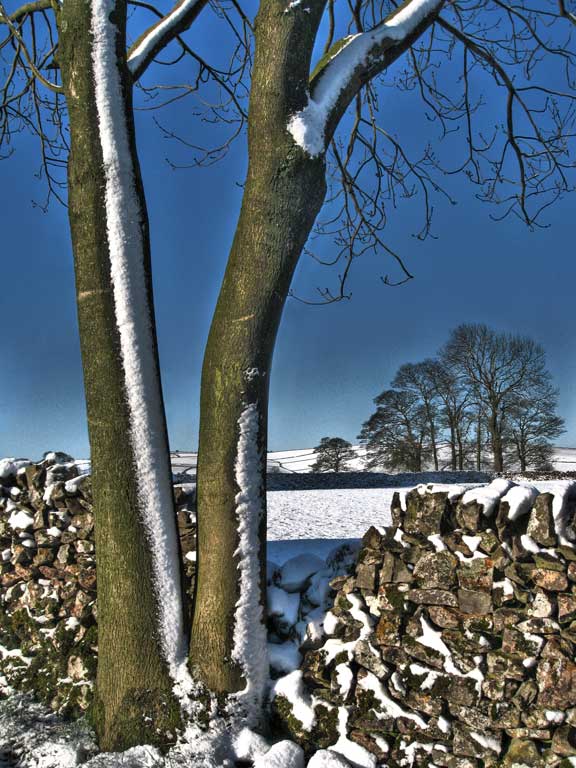 BackLaneTree