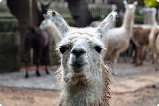 zoo-buenos-aires-llama