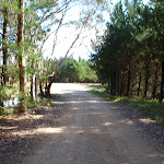 Walking beside the pine plantation near Black Range Camping Ground (416924)